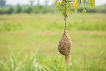 Brown dry grass bird nest of Weaver bird hang on the tree branch with green nature blur backgroundの写真素材