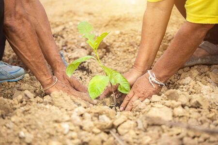 Group of Thai people planting the tree for celebrate King birthday of Thailandの写真素材