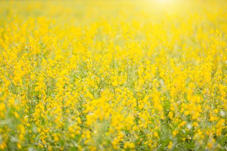 View of yellow Sunn Hemp field or Crotalaria juncea in field for improvement the soilの写真素材