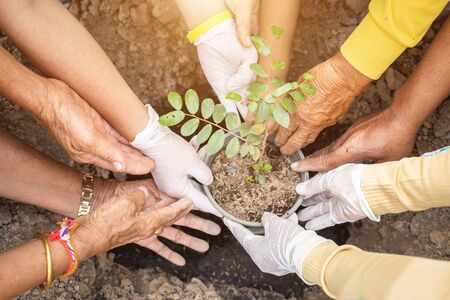 Group of Thai people planting the tree for celebrate King birthday of Thailandの写真素材