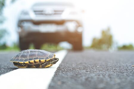 Close up turtle crossing the road. Driver stop the car to let turtle walking on the road. Safety and be careful driving conceptの写真素材