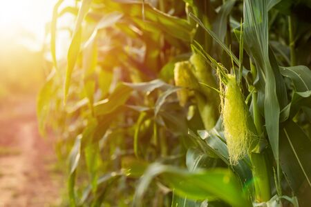 Green corn field, Row of corn plantation in Thailand. Shoot in sunset time with sunlight effect