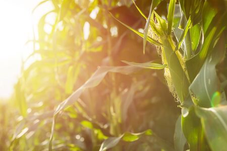 Green corn field, Row of corn plantation in Thailand. Shoot in sunset time with sunlight effect