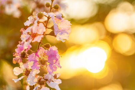 Macro flower of Queen's Flower tree or Lagerstroemia speciosa (Inthanin in Thai name) with orange sunset lightの写真素材