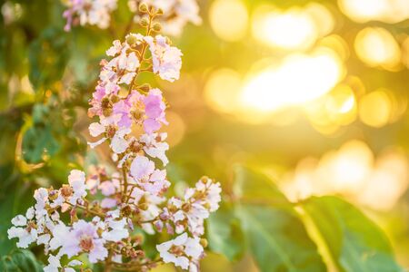Macro flower of Queen's Flower tree or Lagerstroemia speciosa (Inthanin in Thai name) with orange sunset lightの写真素材