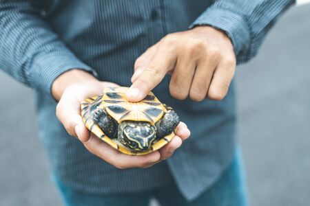 Turtle crossing the road. Driver stop the car and help turtle on the road. Safety and be careful driving conceptの写真素材