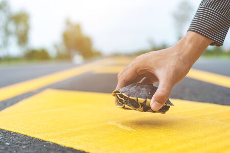 Turtle crossing the road. Driver stop the car and help turtle on the road. Safety and be careful driving conceptの写真素材