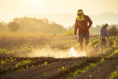 Asian farmer working in the field and spraying chemical or fertilizer to young green corn field in sunset timeの写真素材