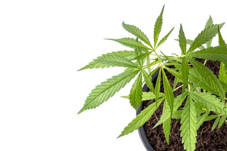 Close up young green fresh of marijuana tree in black plastic seeding pot isolated on white backgroundの写真素材