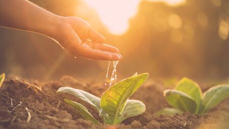 Close up hand giving water to young tobacco tree at the field in sunrise or sunset time. Growth...