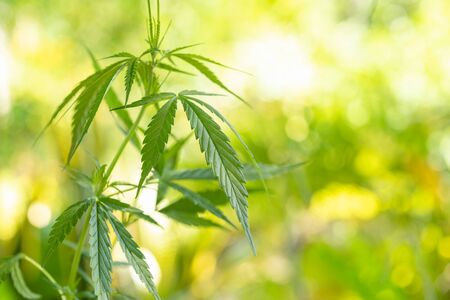 Close up young green fresh of marijuana tree in garden with nature blur  and bokeh background