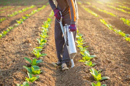 Asian farmer working in the field and giving fertilizer by digging tool into the soil for young tobacco treeの写真素材