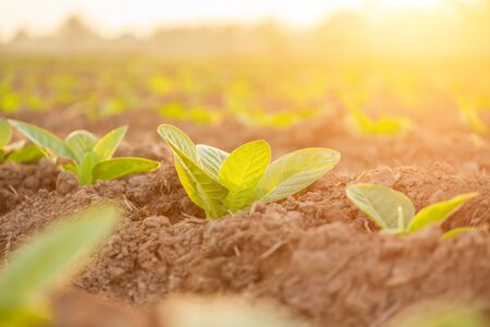 View of young green tobacco plant in field at Sukhothai province northern of Thailand