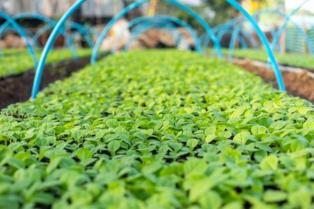 Top view young of tobacco tree in black plastic
seedling trayの写真素材