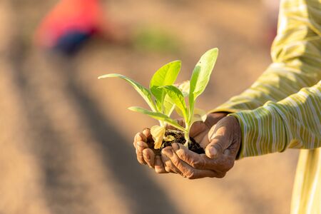 Hand of Thai agriculturist holding young of green tobacco in the field at northern of Thailand....