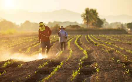 Asian farmer working in the field and spraying chemical or fertilizer to young green corn field in...