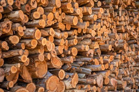 Stacked of Eucalyptus wood or wood log for construction buildings background and texture