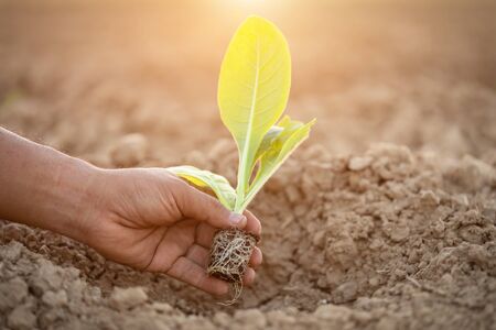 Hand of Thai agriculturist holding young of green tobacco in the field at northern of Thailand....