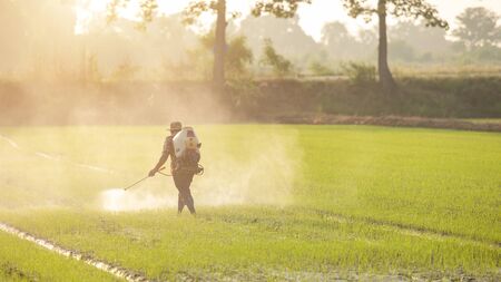 Asian farmer with machine and spraying chemical or fertilizer to young green rice field in morning timeの写真素材