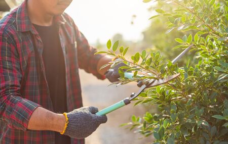 Close up people cutting a hedge in the garden. Home and garden decoration conceptの写真素材