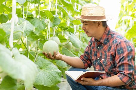 Asian young farmer or academic working in the farm of young green melon. Research or checking after planting conceptの写真素材
