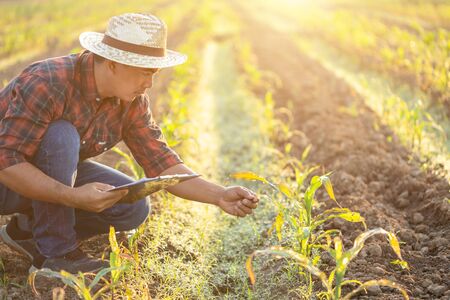 Asian young farmer or academic working in the field of young corn tree. Research or checking the...