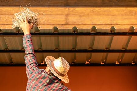 Asian man / house owner removing the bird nest form the roof. Man cleaning the house or maintenance conceptの写真素材