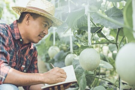 Asian young farmer or academic working in the farm of young green melon. Research or checking after planting conceptの写真素材