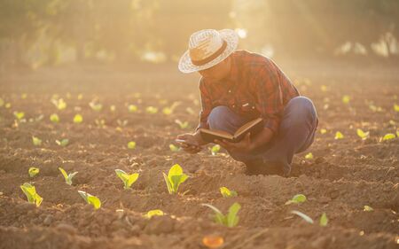 Asian young farmer or academic working in the field of tobacco tree. Research or checking the quality after planting tobacco conceptの写真素材