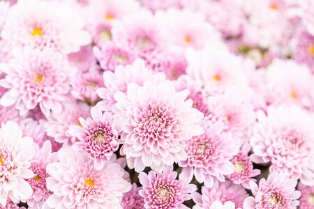 Macro top view beautiful chrysanthemum flower in garden for backdrop useの写真素材