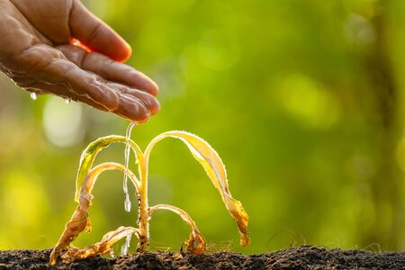 Close up hand watering to dead plant (Tobacco Tree) on wooden table, Green nature blur background.