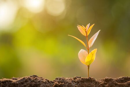 Young green sprout growing in soil with outdoor sunlight and green blur background. Growing and environment conceptの写真素材