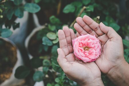 Hand of woman holding pink bloom rose in garden. Home gardening concept