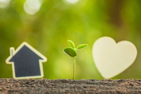 Young green sprout growing in soil and wooden heart and house symbol on outdoor sunlight and green blur background. Love tree, Save world, or growing and environment conceptの写真素材