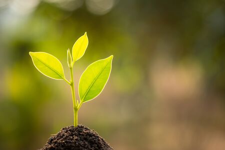 Young green sprout growing in soil with outdoor sunlight and green blur background. Growing and...