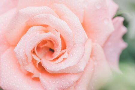 Macro pink bloom rose in garden.の素材 [FY310140425066]