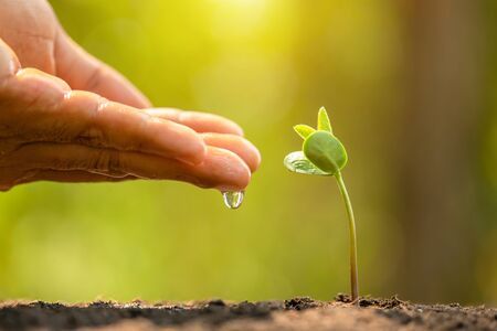Close up hand giving water to young green sprout growing in soil on Green nature blur backgroundの写真素材