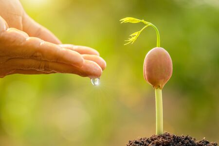 Close up hand giving water to young green sprout growing in soil on Green nature blur backgroundの写真素材