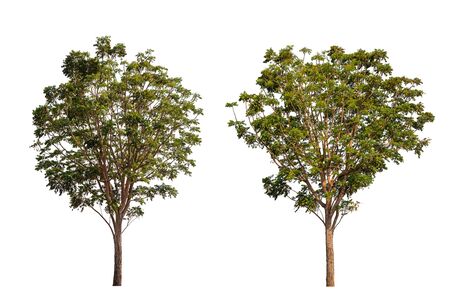Large green neem tree isolated on white