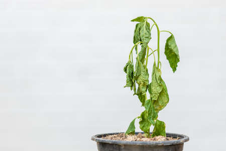 Green dead plant in black potted on outdoor white background.の写真素材