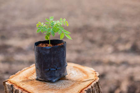 Young sprout of tree (rosewood, Siamese rosewood, or tracwood) in black seeding bag put on top of...