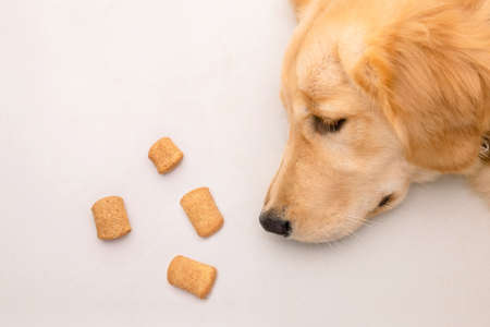 Dog bored with food or sick concept. Brown dog laying on the floor and looking to dog treat. Top view with copy spaceの写真素材