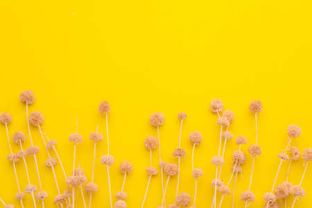 Top view dry color grass flower for interior decoration on yellow background. Studio shot with copy space for test or designの写真素材