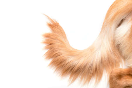 Close up brown dog tail (Golden Retriever) isolated on white background. Top view with copy space for text or designの写真素材