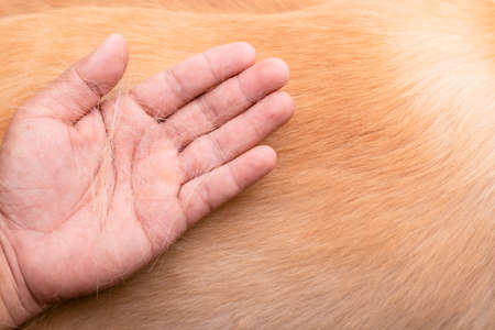Dog has been losing fur concept. Top view hand holding fur or dog hair on a dog bodyの写真素材