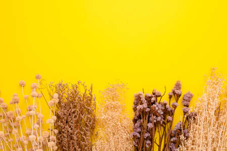 Top view dry color grass flower for interior decoration on yellow background. Studio shot with copy space for test or designの写真素材