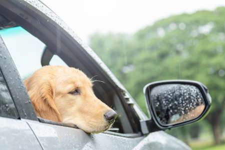 Brown dog (Golden Retriever) sitting in the car at the raining day. Traveling with animal concept