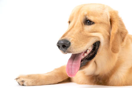 Portrait 7 months brown dog (Golden Retriever) isolated on white background. For animal conceptの写真素材