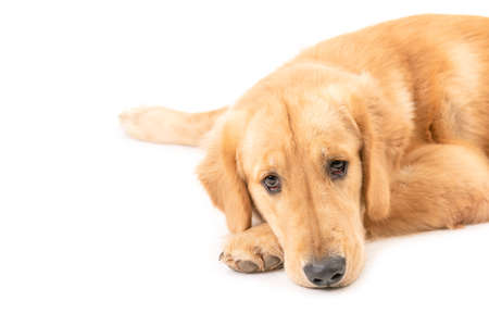 Portrait 7 months brown dog (Golden Retriever) isolated on white background. For animal conceptの写真素材