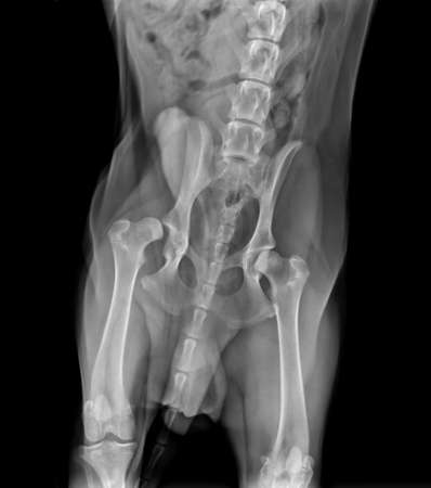 X-Rays film body of dog injury on the right 
hip bone. For pet conceptの写真素材